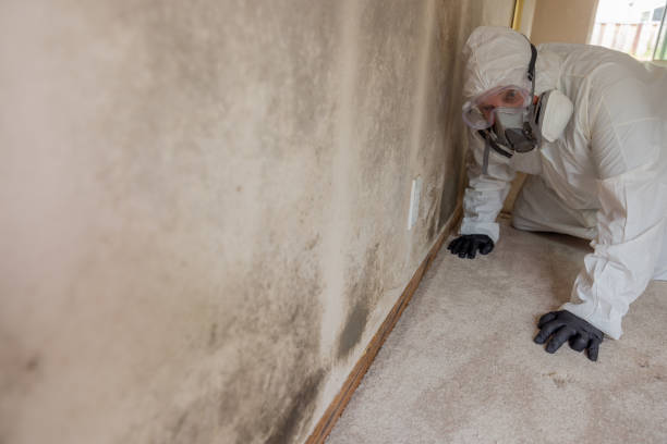 Trusted Upper Greenwood Lake, NJ Mold Removal & Remediation Experts